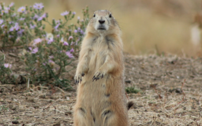 ​Challenging State Language Labeling Prairie Dogs as “Destructive Rodent Pest” and as a “Nuisance” Species