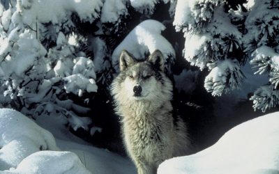 Bill Aimed at Killing 90% of Idaho’s Wolves Headed to Governor’s Desk